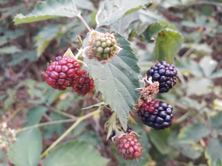 bramen, groen, rood, zwart, de cirkel van het leven